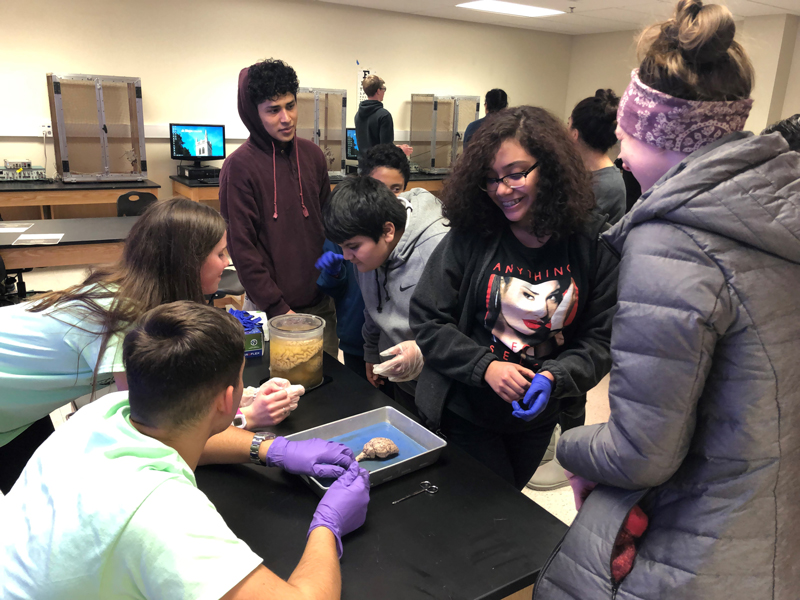 Step Up students dissecting a brain